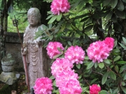 千林寺の石楠花