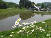 田植えも終わり